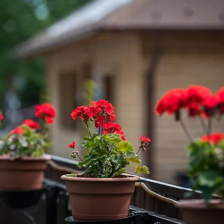 Arena Kemping & Vendeghaz 3*