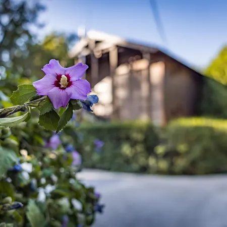 Arena Kemping & Vendeghaz 3* Budapest