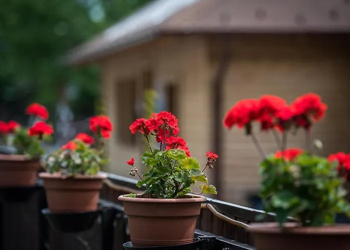 Arena Kemping & Vendeghaz 3*